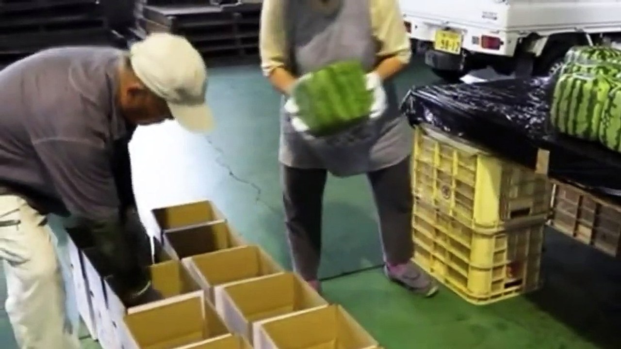 Japon : à la découverte de la pastèque carrée