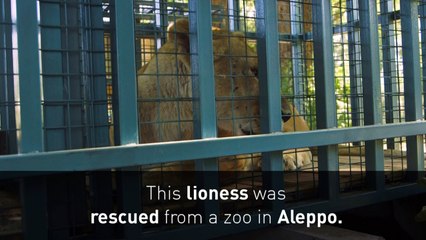 Amazing rescue of zoo animals in Aleppo