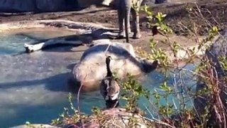 elephant play fun with bird most amazing funny clip