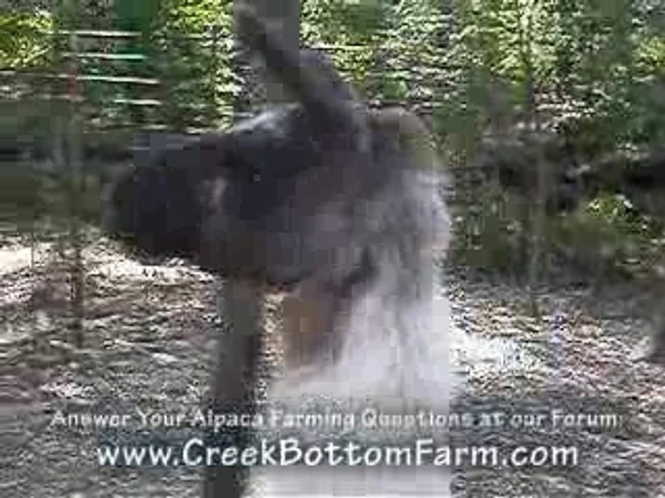 Alpaca Farm
