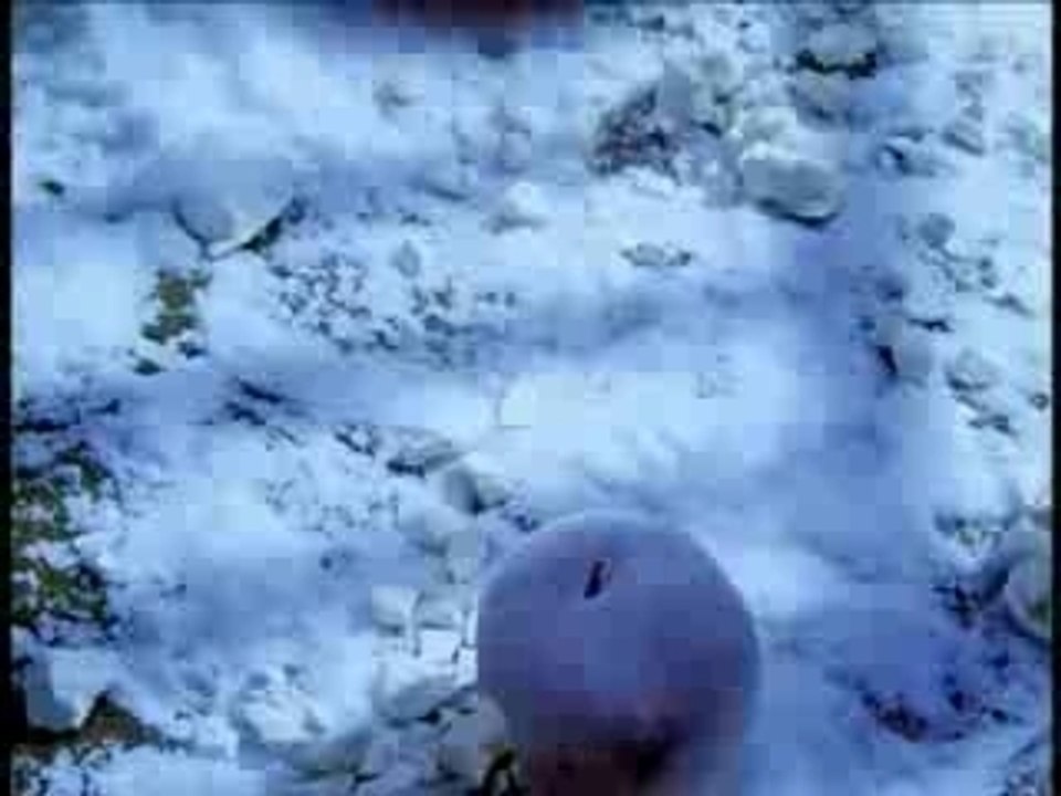 SHAKALABBITS - Head Scissors