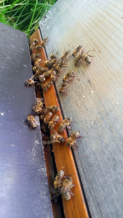 Bienen in Köln Longerich