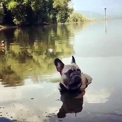 Ce chien adore se baigner avec des canards