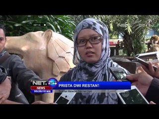 Bayi Harimau Jadi Idola di Secret Zoo Kota Batu Malang - NET24