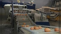Crise dos ovos contaminados estende-se ao Reino Unido e França