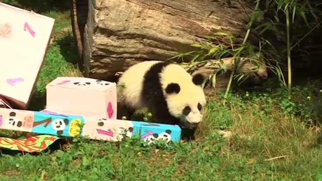 Twin pandas open presents
