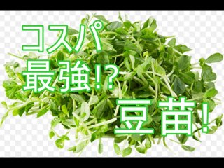 コスパ最強野菜！「豆苗」。その栄養価とは!?(Cost performance highest vegetables! "Soybean seed". What is its nutritiona)