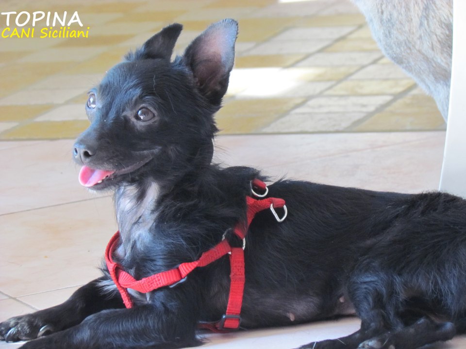 Pincher mangia stick in 4 minuti