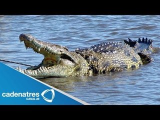 Aparecen cocodrilos en playa de Mazatlán