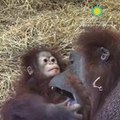 National Zoo's 10-Month-Old Bornean Orangutan Plays With Other Orangutan