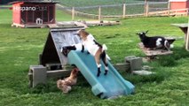 Cabras gozan en un tobogán tanto como los niños pequeños