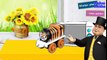 機関車トーマス ♪ 電車 車 SL こども向け ♪ Thomas & Friends トーマス パーシー アンパンマン きかんしゃのおもちゃアニメ♪赤ちゃん泣き止む キッズ Thomas toy
