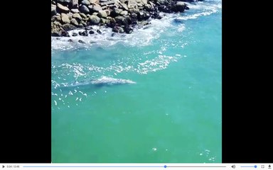 Juvenile Whale Swims in Carlsbad Lagoon's Shallow Waters