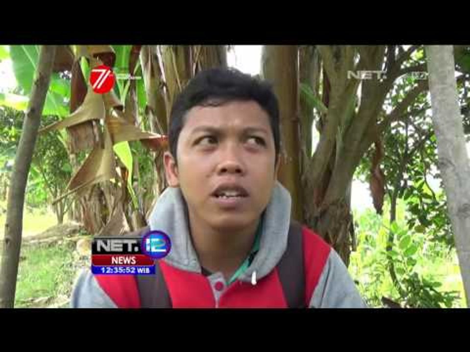 10 Ton Buah Jeruk Sekali Panen di Tuban, Jawa Timur - NET12