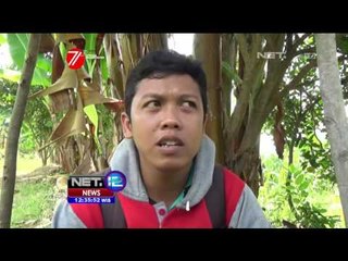 10 Ton Buah Jeruk Sekali Panen di Tuban, Jawa Timur - NET12