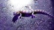 4K Desert Banded Gecko, Catching Pet Reptiles in Arizona, California, Utah,Texas Herping HD.