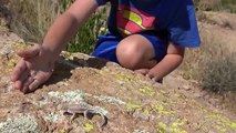 4K Peg Leg Dog Lizard, Catching Lizards, Snakes, Amphibians. Family Fun Herping AZ CA TX.