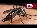 ¿Cómo prevenir el dengue? / Salud con Gloria Contreras