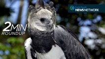 Harpy eagles, rare snakes & chimps in decline