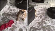 Never Leave Your Bulldog Home Alone!