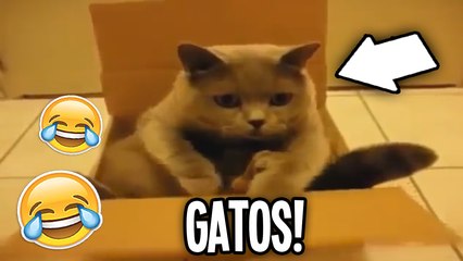 OS GATOS MAIS LOUCOS DO MUNDO !