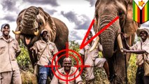 Gajah balas dendam dengan menginjak-injak pawangnya - TomoNews