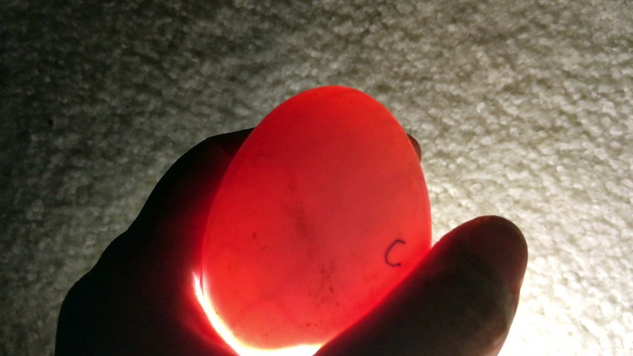 Day 10 Batch 2 - Egg C and D - Khaki Campbell Duck Egg Candling - Lots of Movement Seen in Embryo!