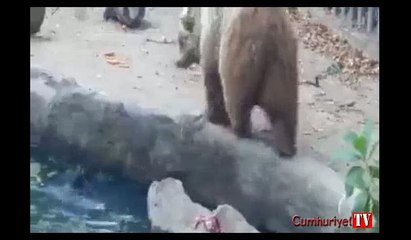 Ayı suya düşen karganın hayatını böyle kurtardı