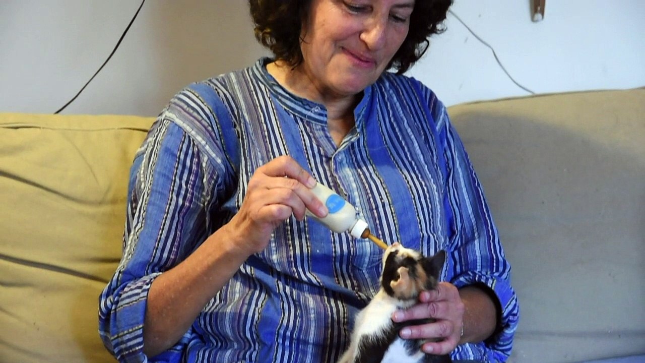 At midnight, Jerusalem Old City's 'cat lady' pr...