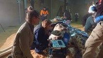 Australian Zoo Castrates Giraffe With Prostate Problems