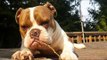 English Bulldog Chews Stick in Slow Motion