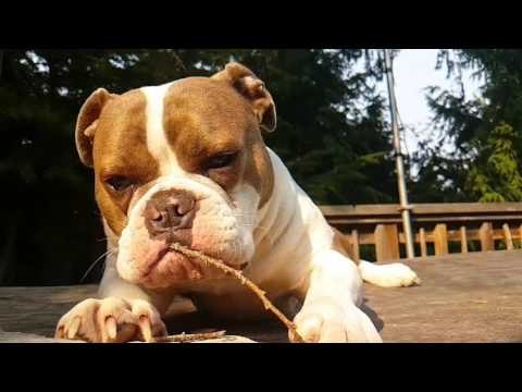 English Bulldog Chews Stick in Slow Motion
