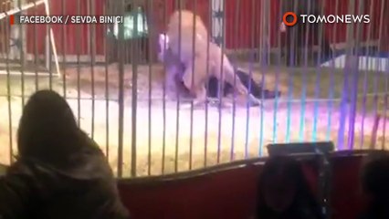 서커스 도중 조련사 공격한 사자, 안락사 당할 가능성 커