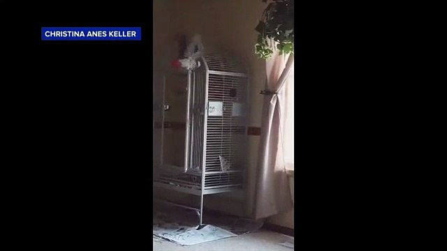 Insolite : un perroquet témoigne à un procès et fait condamner un meurtrier ! (vidéos) 1