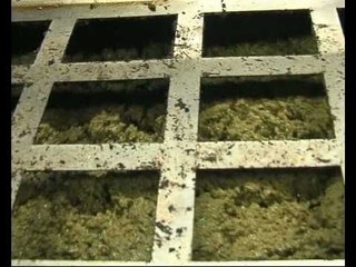 CRISI OLIVICOLTURA. Le prime risposte del Governo