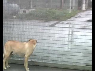 BARLETTA. Iniziative per il canile comunale