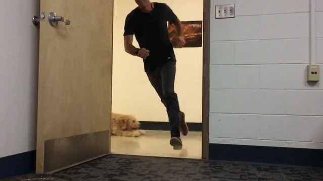 Des chiens tentent un virage serré sur un sol glissant