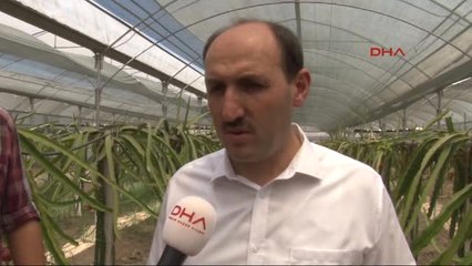 Adana Atanamayan Çiğdem Öğretmen Çiftçi Oldu, Pitahaya Yetiştirdi