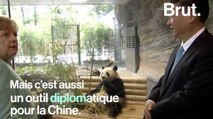 Les pandas, un outil diplomatique pour la Chine