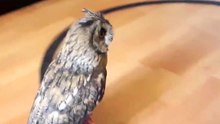 Owl rides a toy train