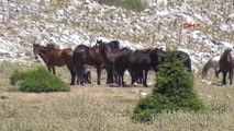 Manisa Spil Milli Parkı'nın Özgür Sahipleri Yılkı Atları