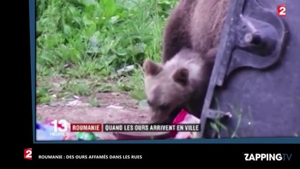 Roumanie : Des ours affamés dans les rues de la ville de Tusnad (vidéo)