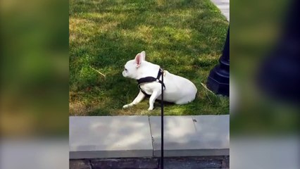 Un chien refuse de rentrer de promenade !