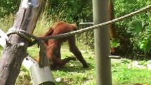 Motherhood is hard for any species
