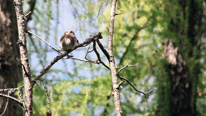 Chevêchette d'Europe dans le Parc national des Ecrins