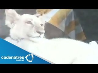 León albino circula por las calles del Centro Histórico