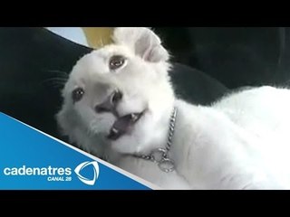 Pasean a león albino de 6 semanas de edad por las calles del Distrito Federal