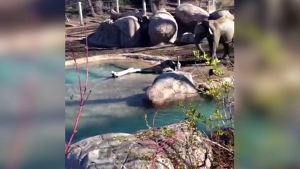 Una pelea fiera: ¡Ganso contra elefante!