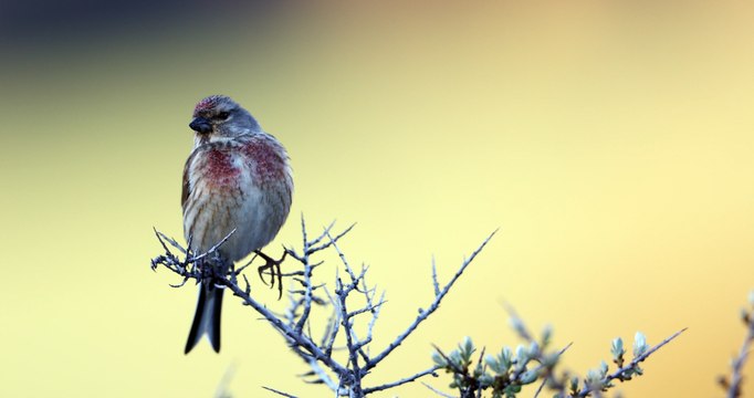 Linotte mélodieuse dans le Parc national des Ecrins