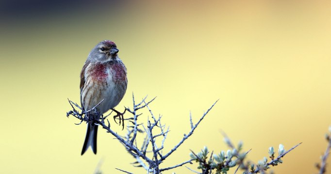 Linotte mélodieuse dans le Parc national des Ecrins